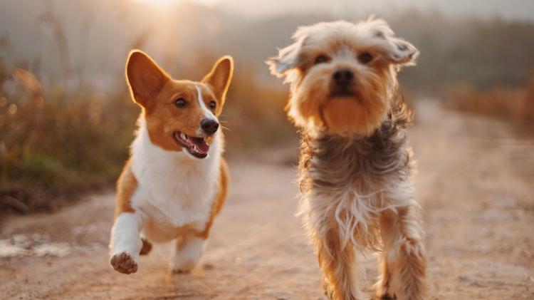 dog1 dog1
